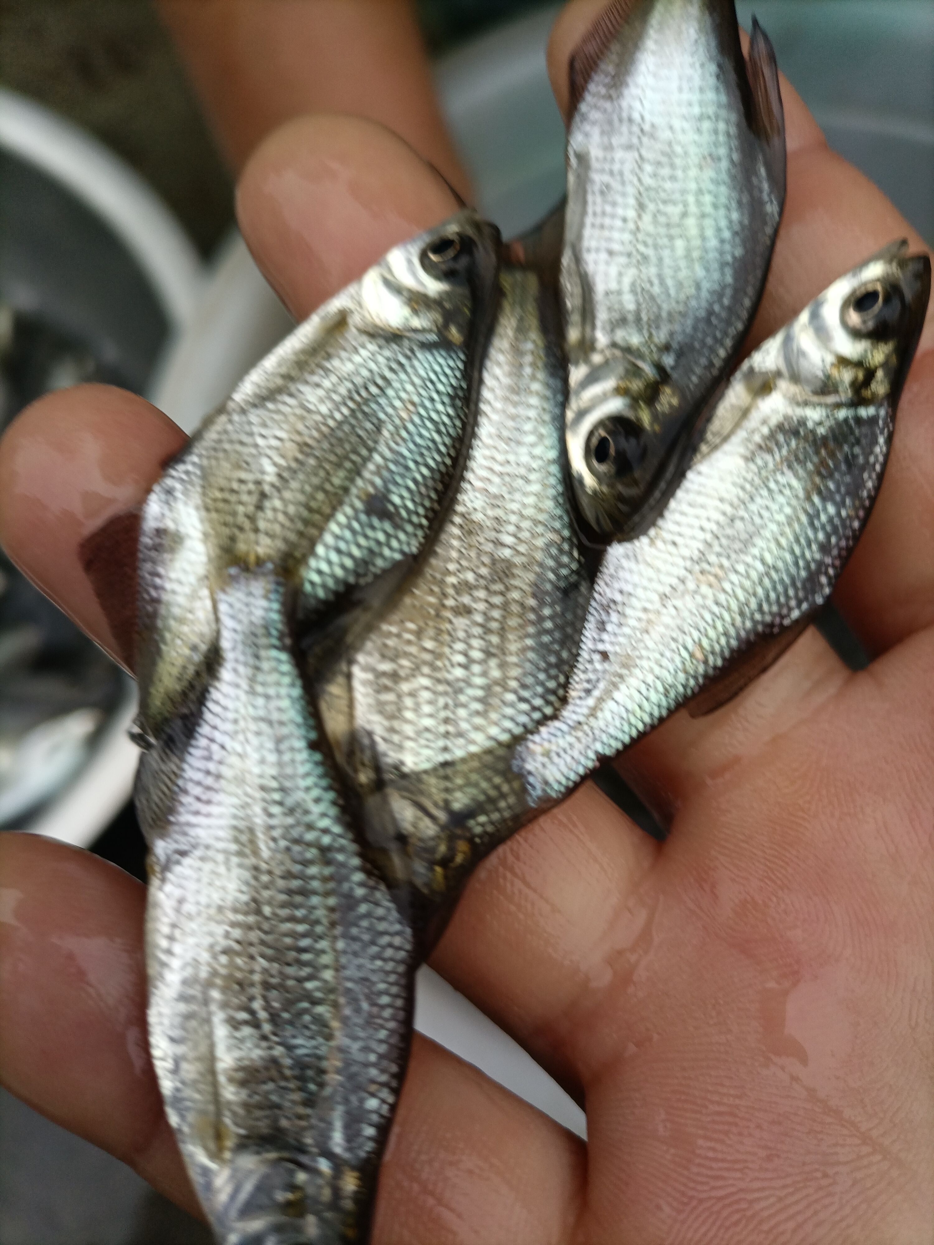 银鲳鱼 无病无伤大规模养殖，饲料训化