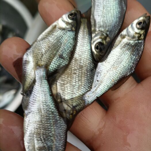 银鲳鱼 无病无伤大规模养殖，饲料训化