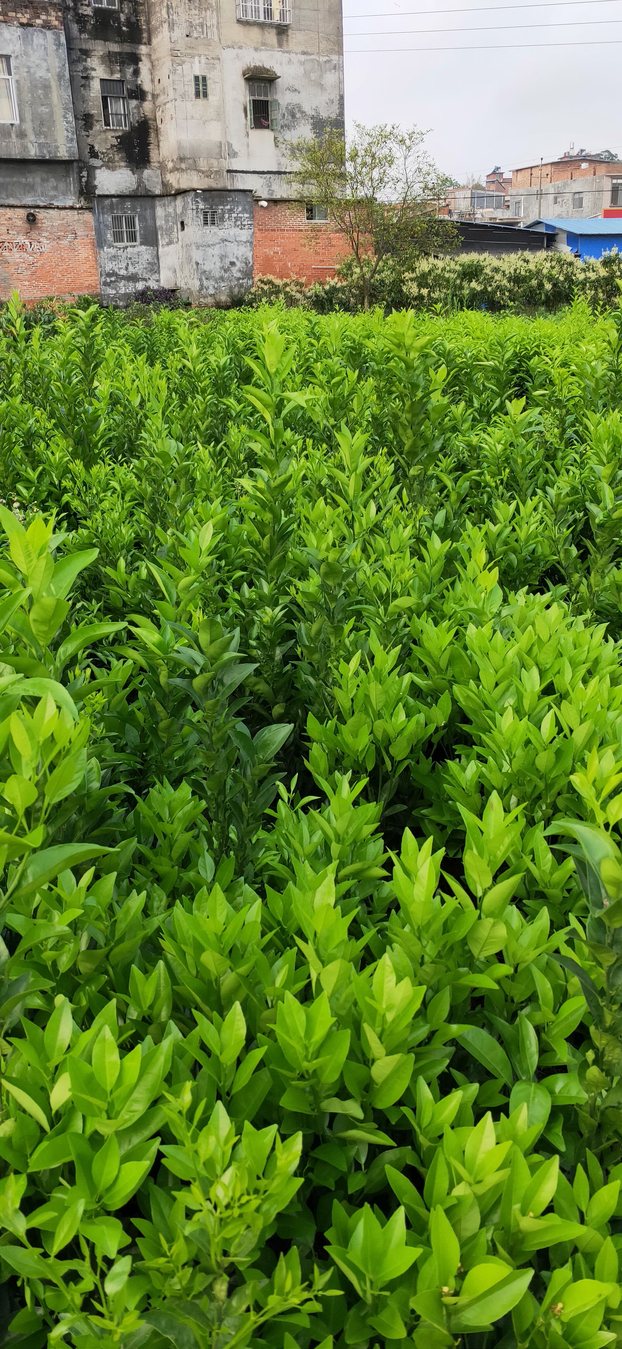 茂谷柑苗  产地直销 。全国包邮，品质保证，可开发票