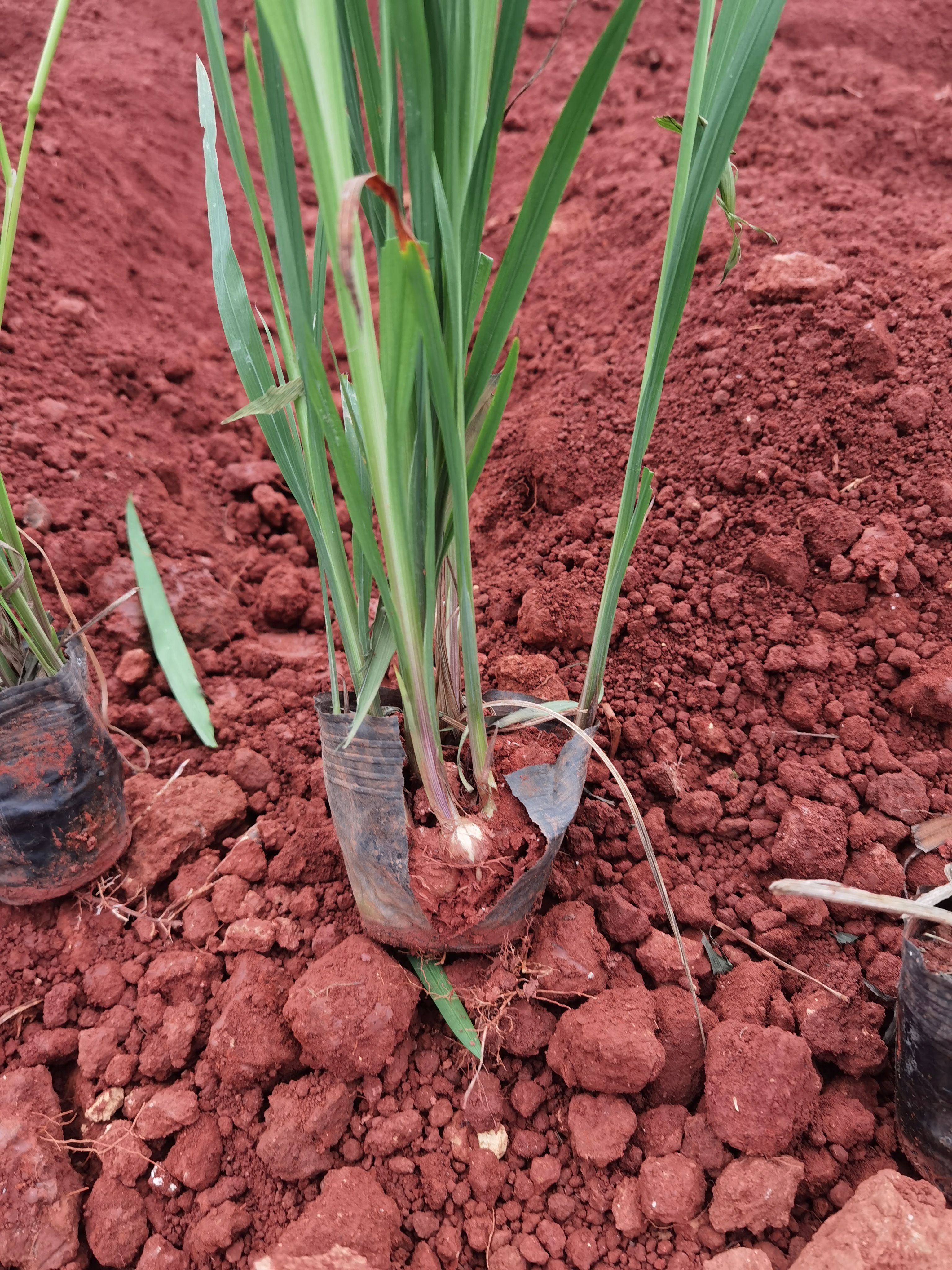 火星花 云南火星花种植销售，黄兰 火星花一手货源