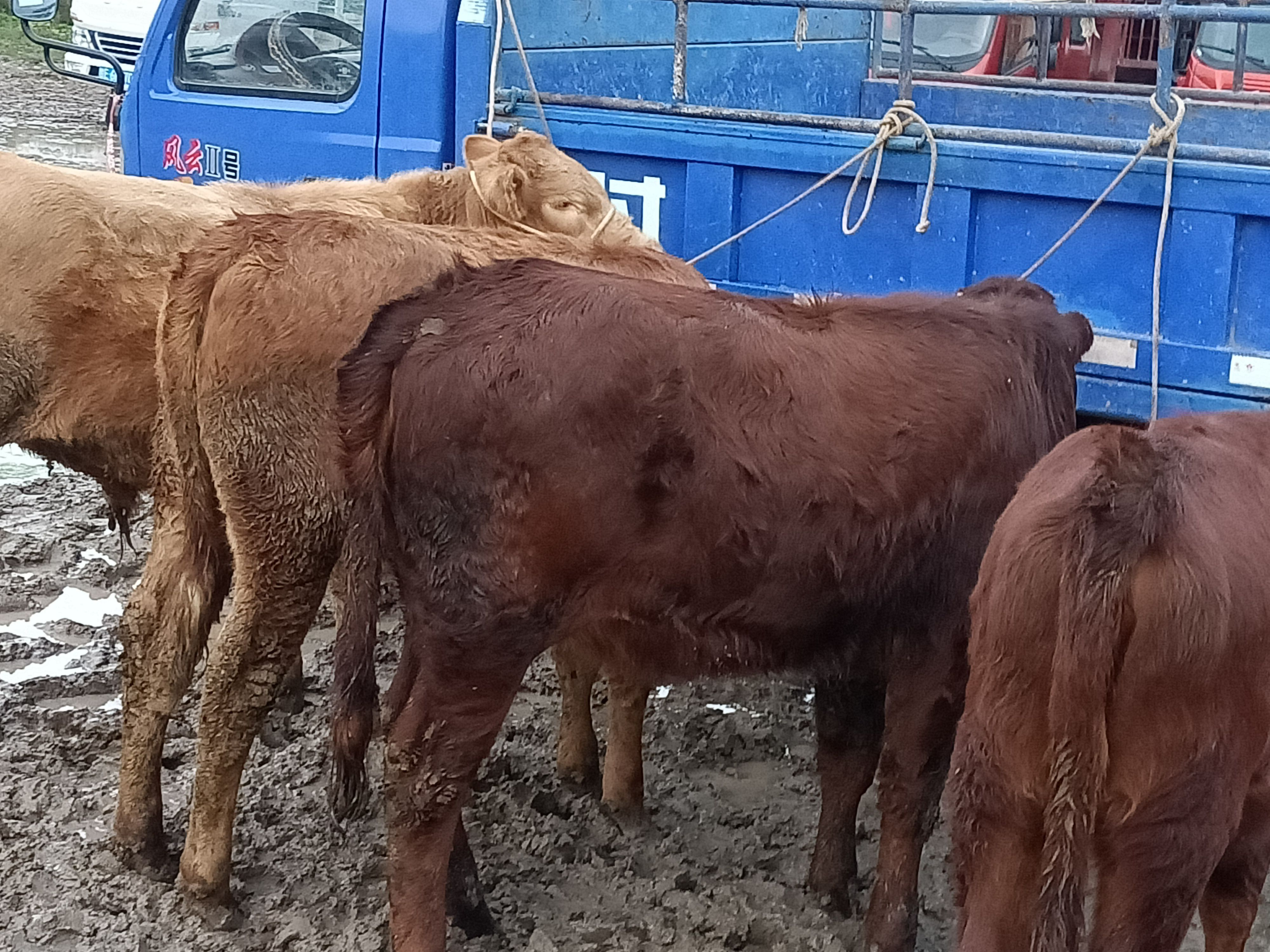 牛，肉牛，架子牛，子母对。