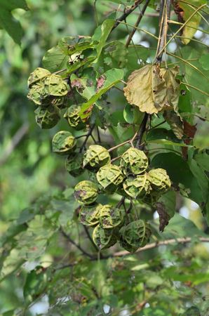 千年桐種苗三年桐油桐苗大戟科苗圃種植基地