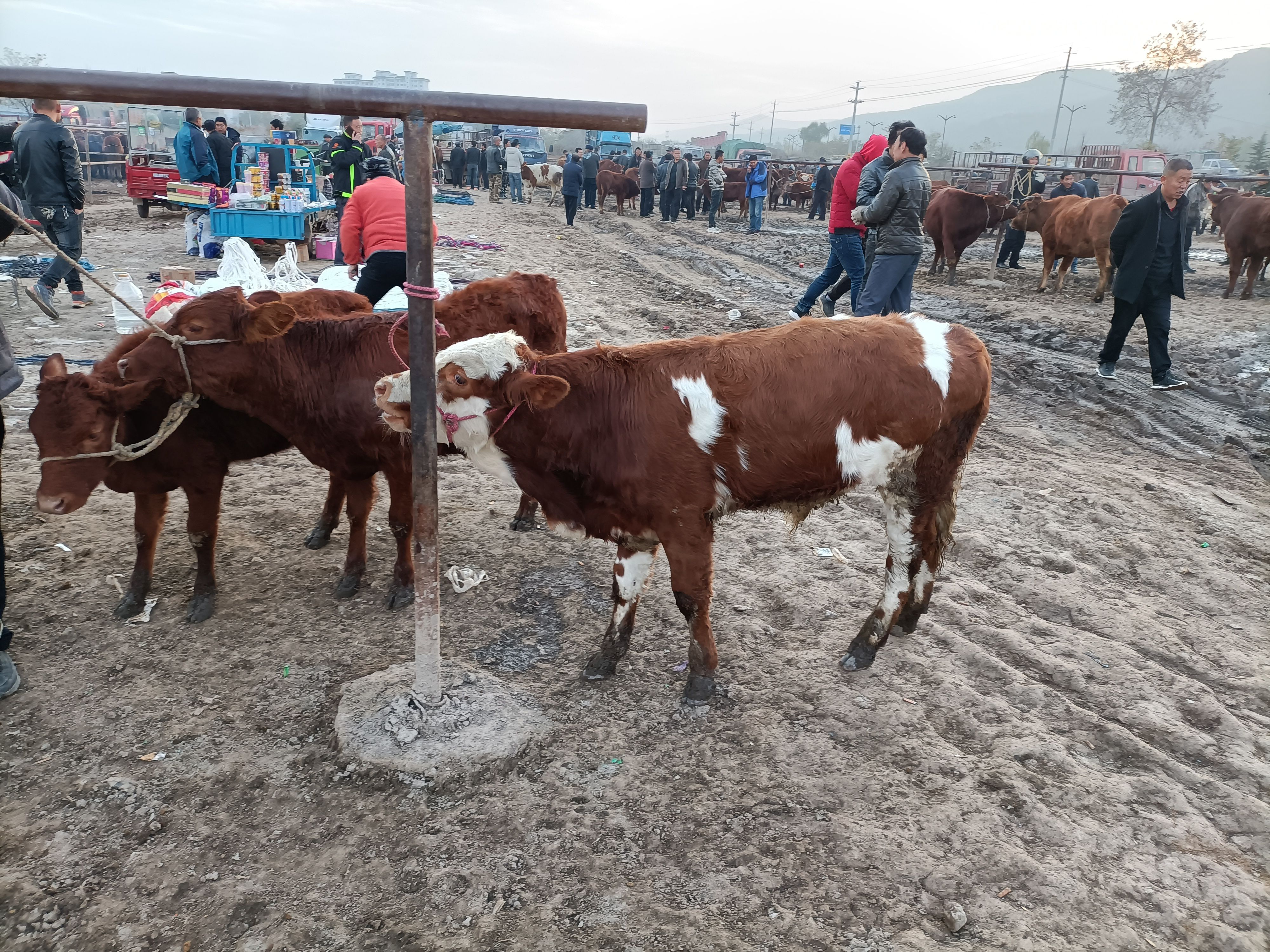 牛，肉牛，架子牛，子母对。