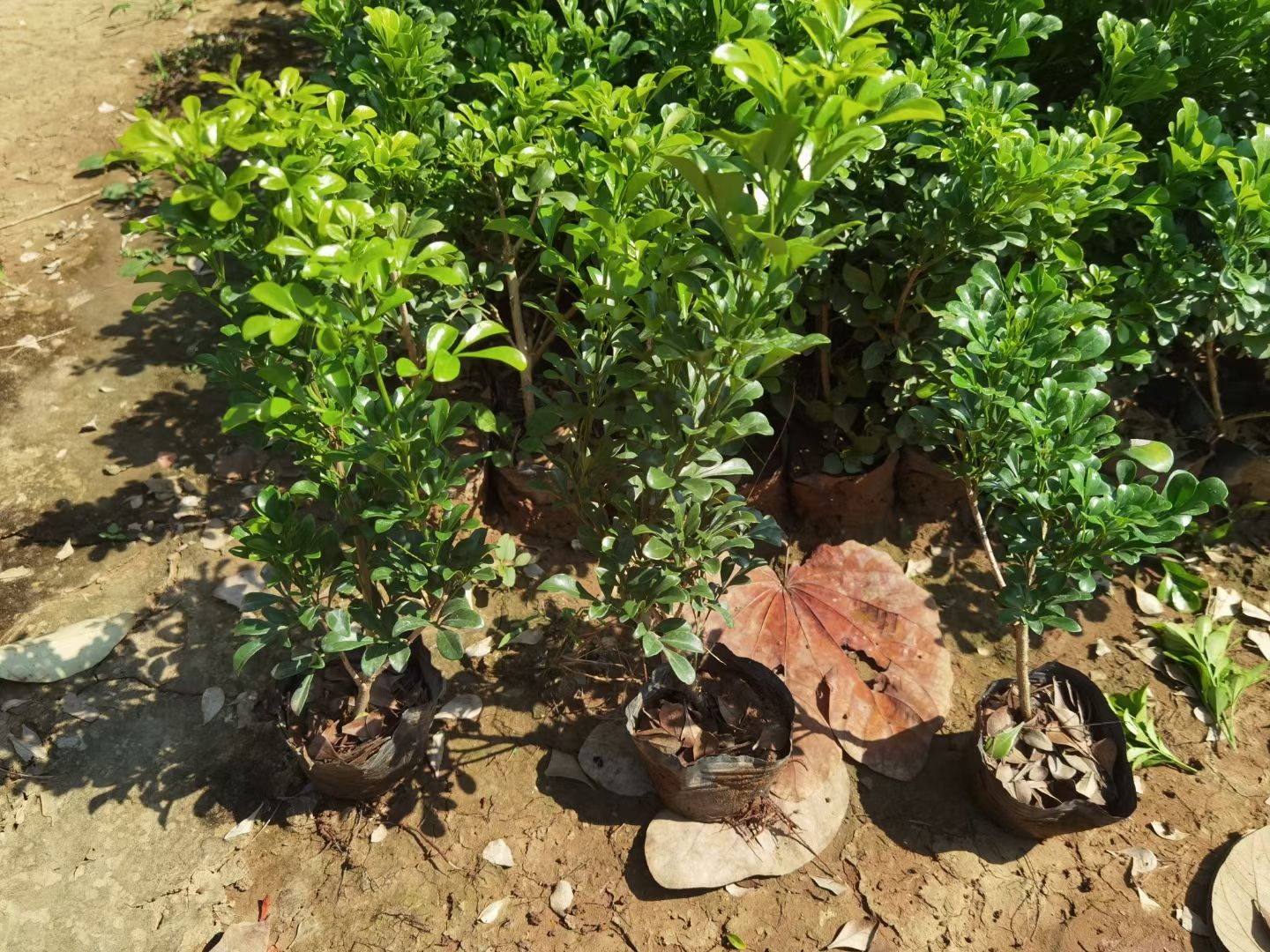  米兰袋苗基地直销