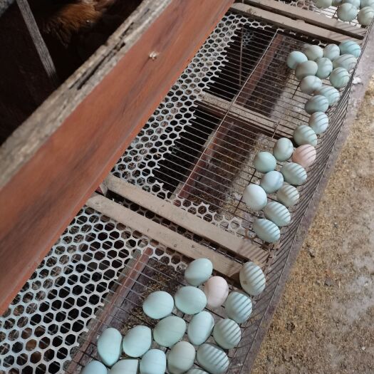 京山市土鸡蛋初生蛋420枚粉绿组合装