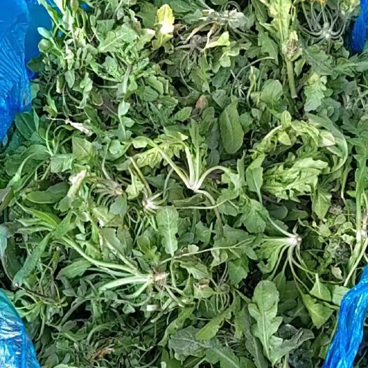 淄博 荠荠菜
