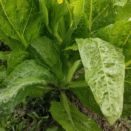 台山市菜苔 芥菜芯