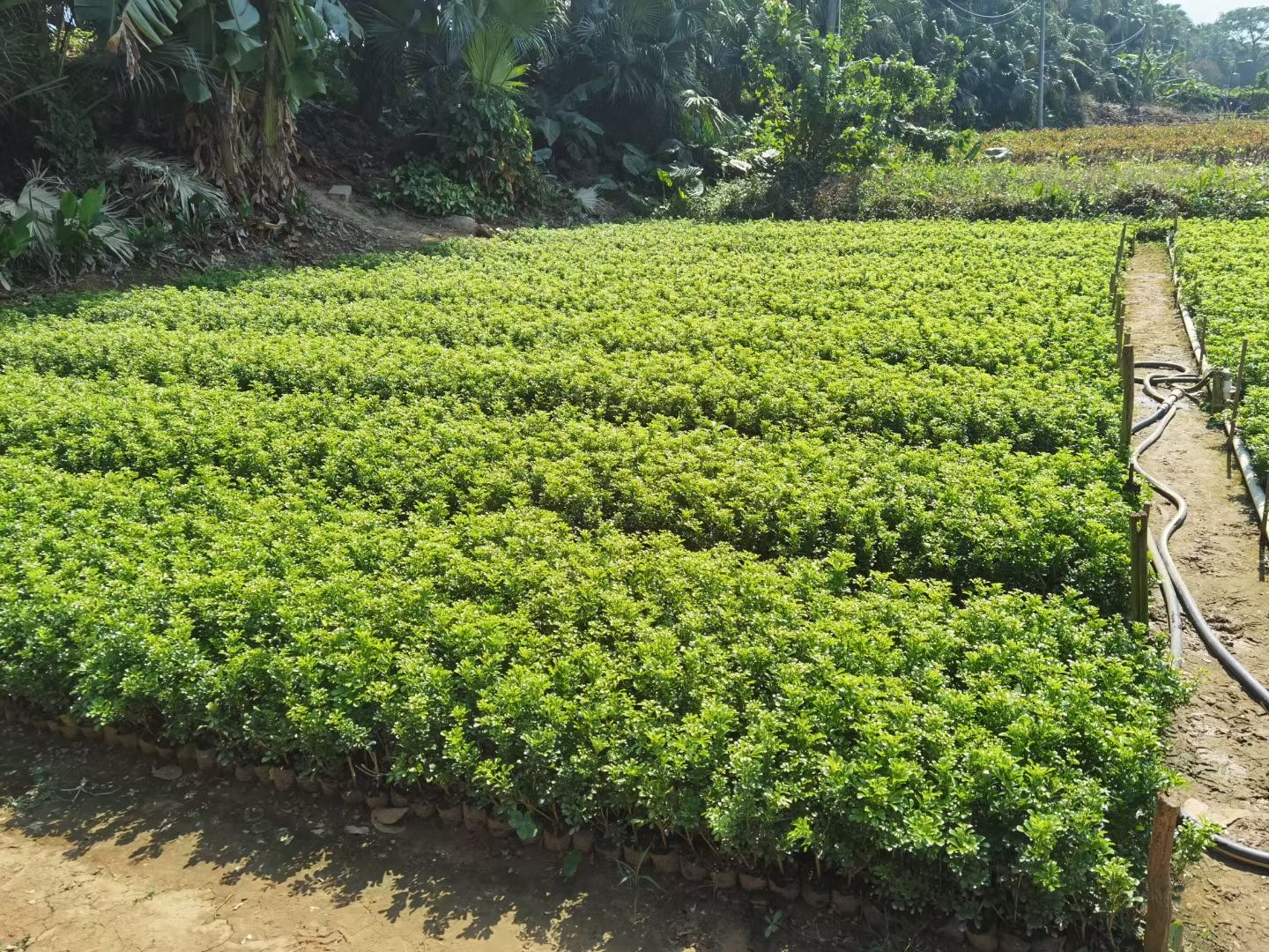  米兰袋苗基地直销