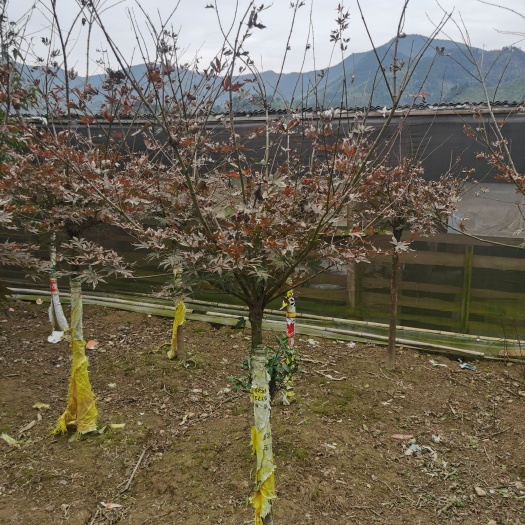 全州县中国红枫 红枫5公分
