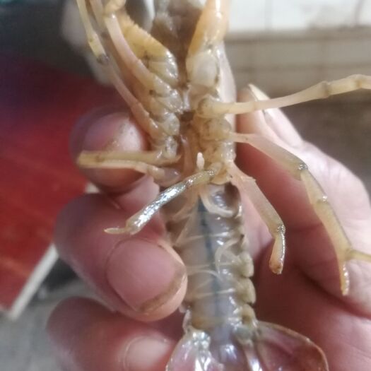 内江小龙虾 正宗四川本地天然稻虾，虾苗，肉质饱满，底板干净，