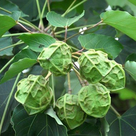 千年桐种苗三年桐油桐苗大戟科苗圃种植基地