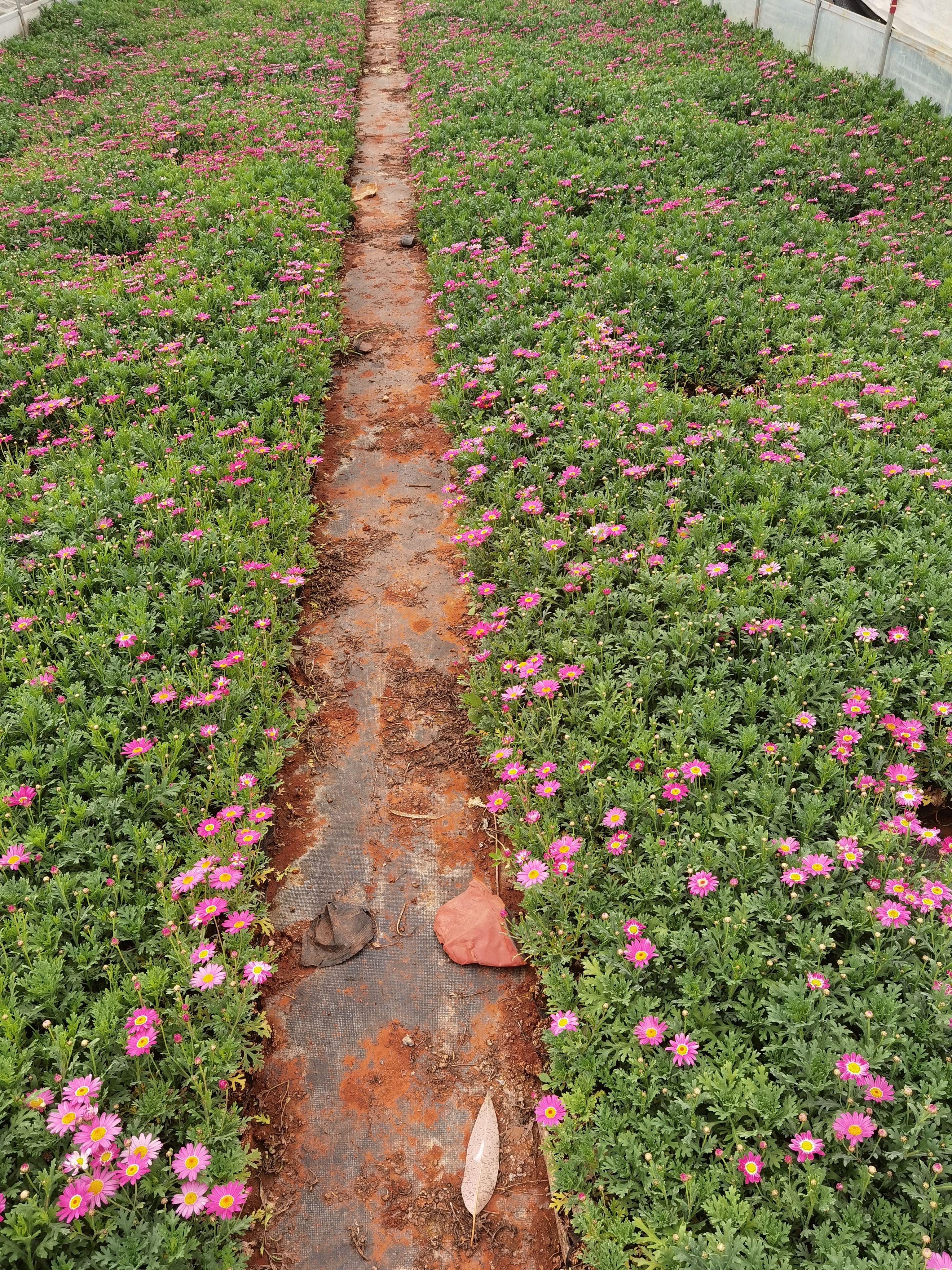 玛格丽特花 玛格丽特 云南玛格丽特 多花玛格丽特
