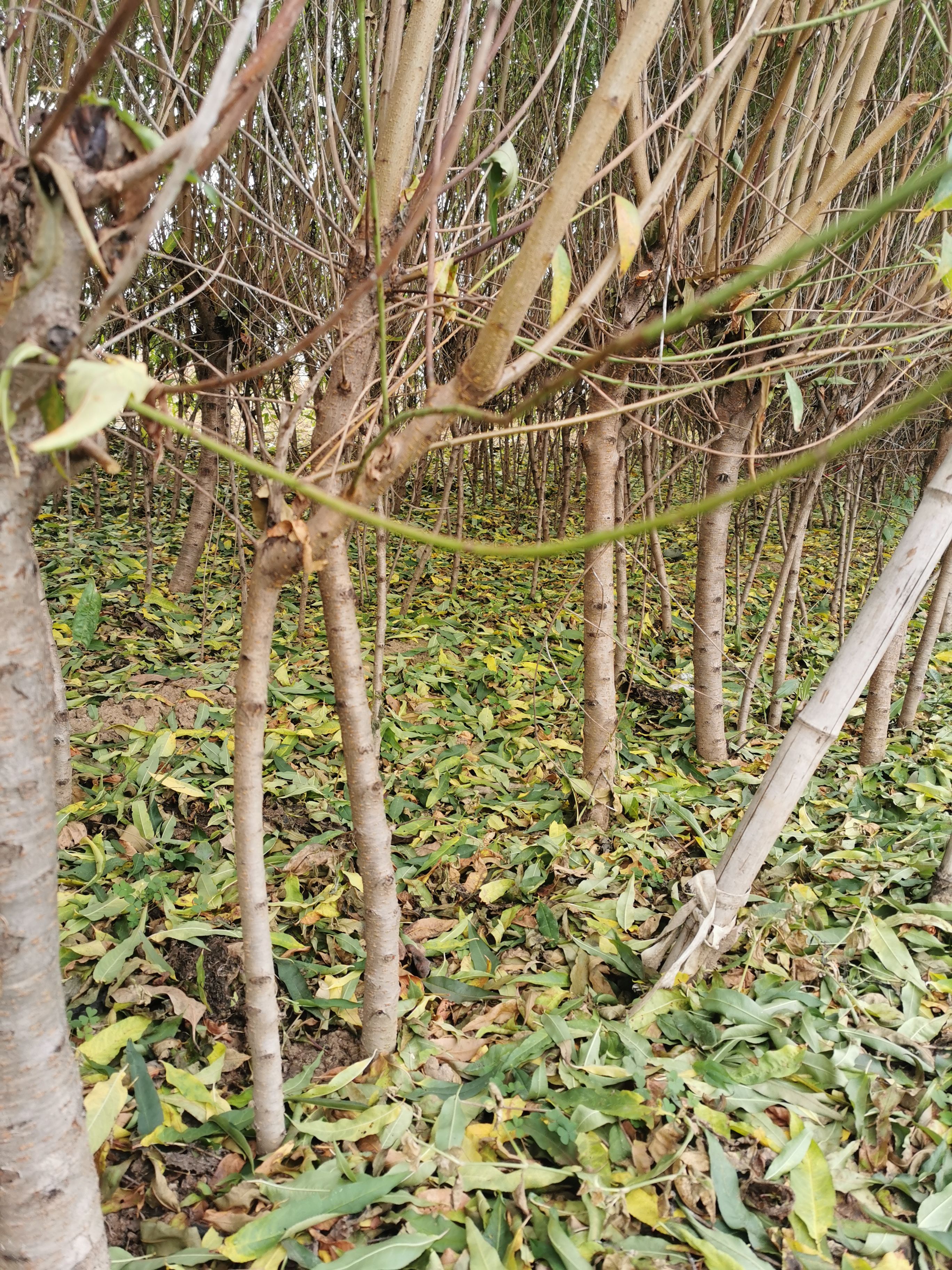  1公分实生苗桃树苗