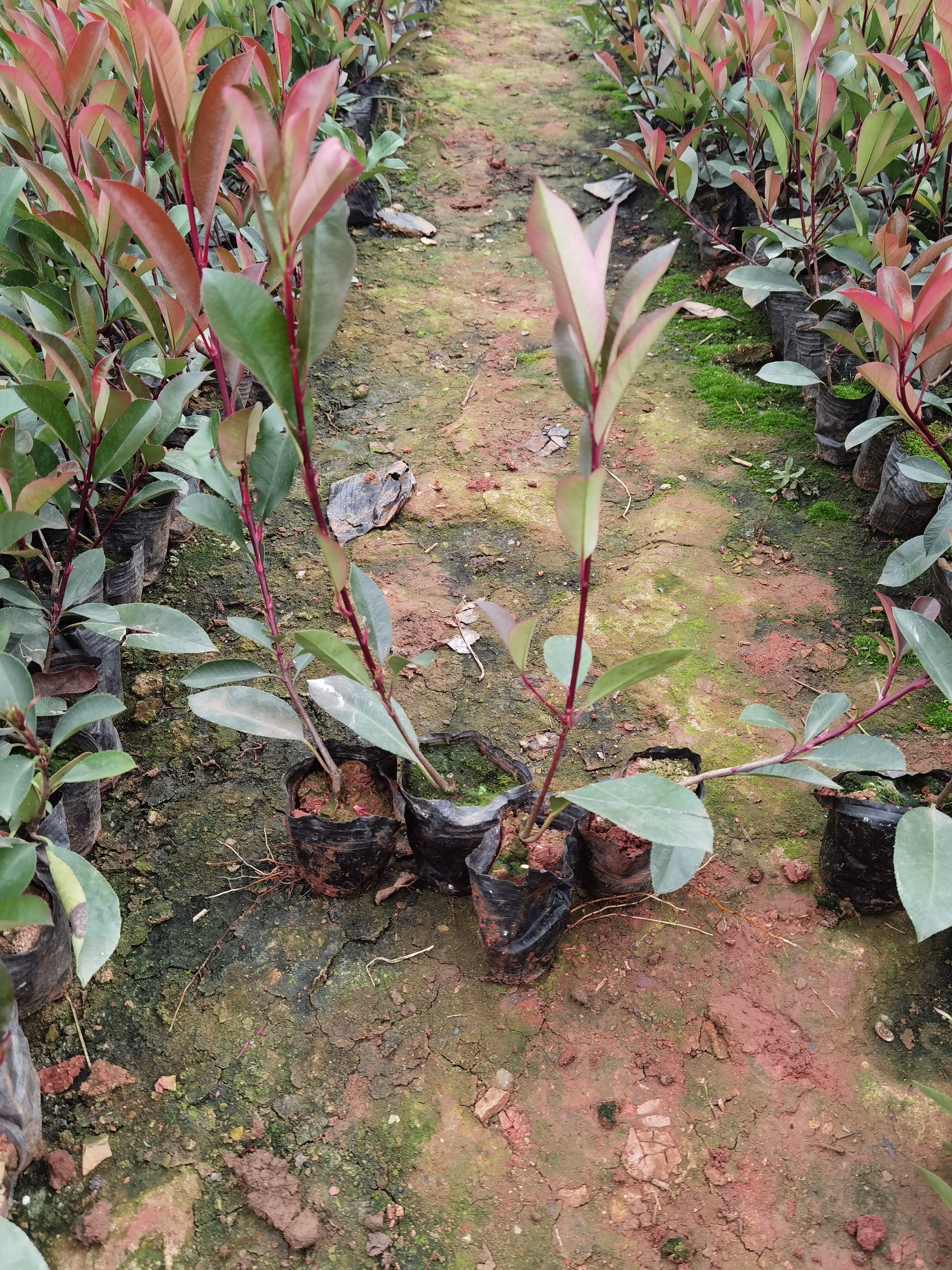  红叶石楠小杯 红叶石楠一手货源 红叶石楠