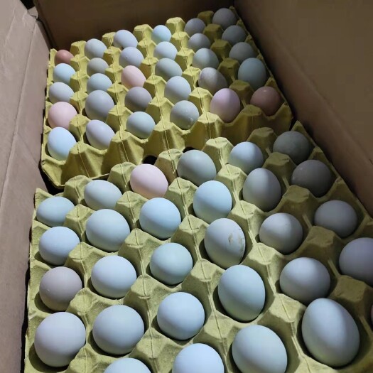 长沙县精品初生绿蛋 湖南长沙产地直销绿壳土鸡蛋 品质保证