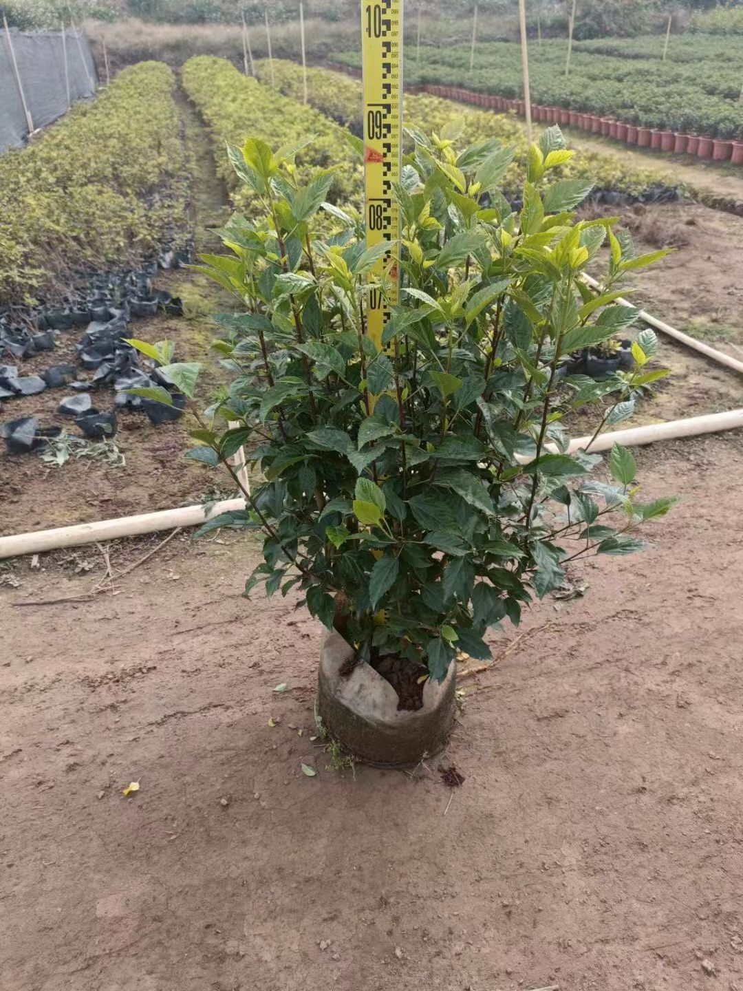  大红花扶桑朱槿基地直销