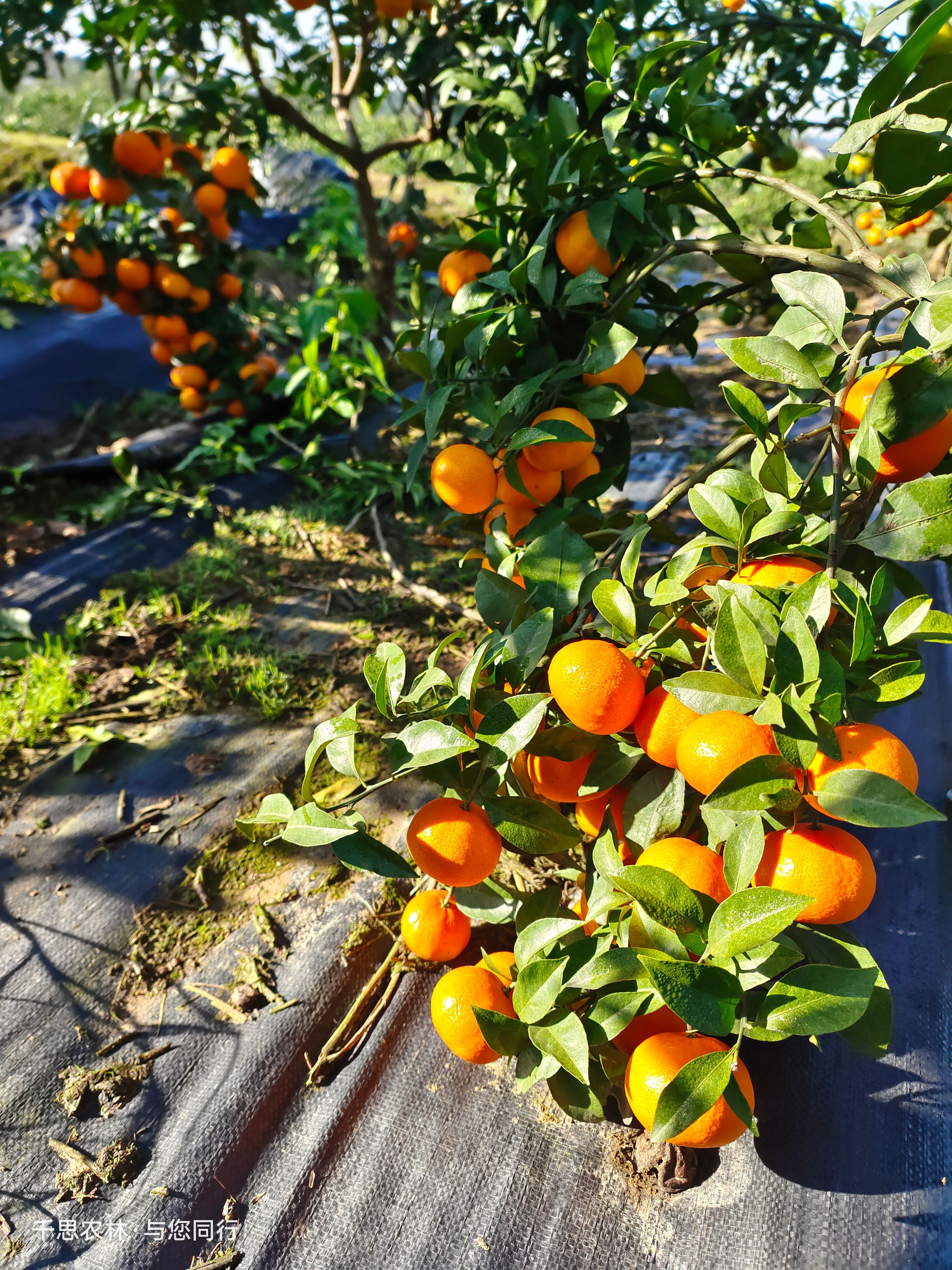 柑桔苗 爱沙柑橘 早熟杂柑爱莎 学名华美系列品种一号 爱莎苗