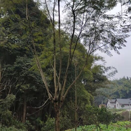 泸州蓝花楹