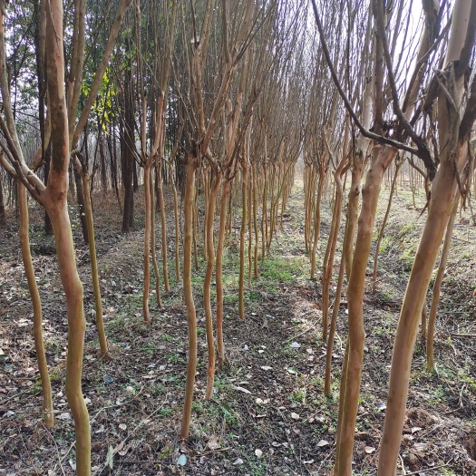 汉中红花紫薇 紫薇3公分.1.3-1.5分枝.数量3万棵