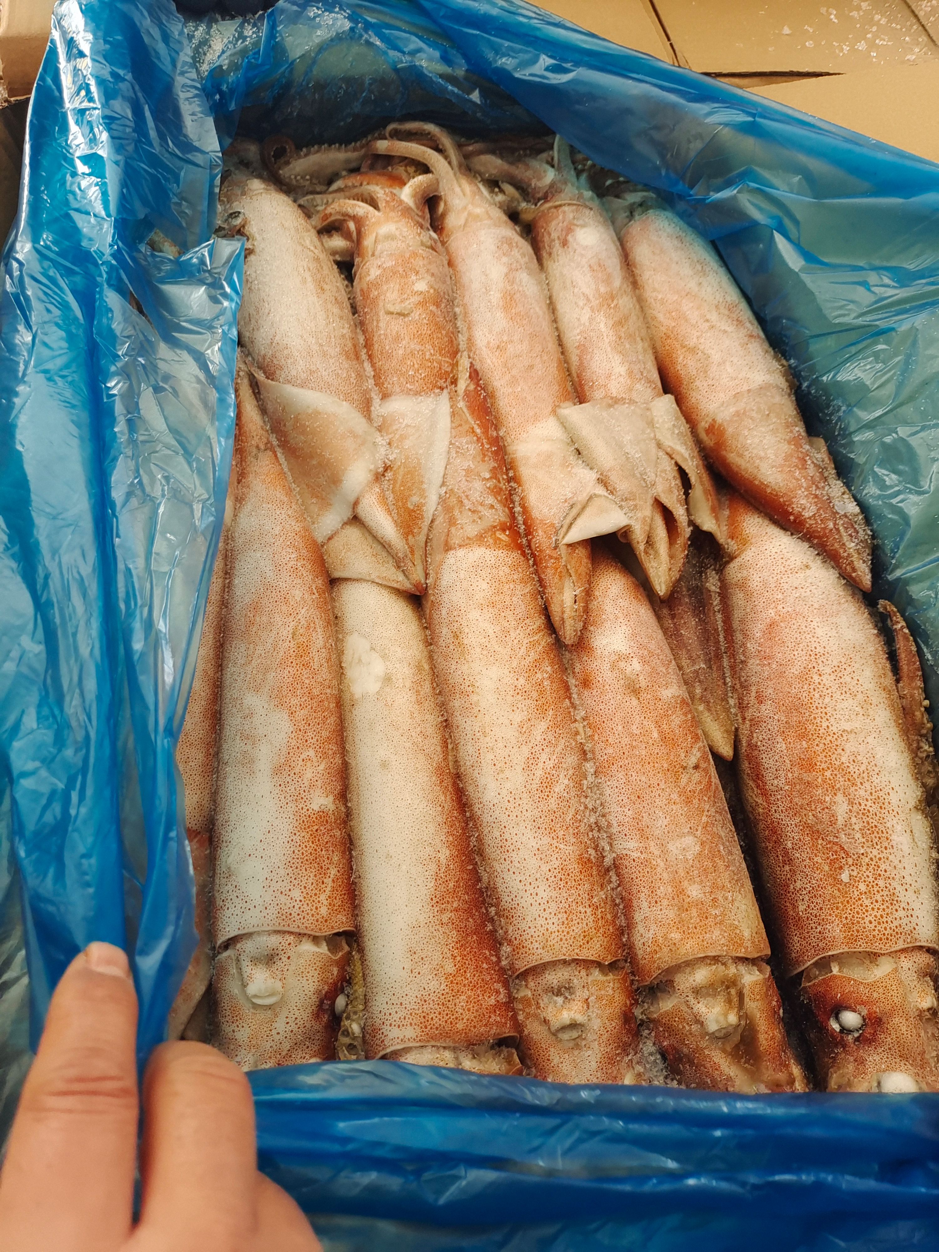 真鱿  鱿鱼  船冻 灯光船冻  规格齐全新货