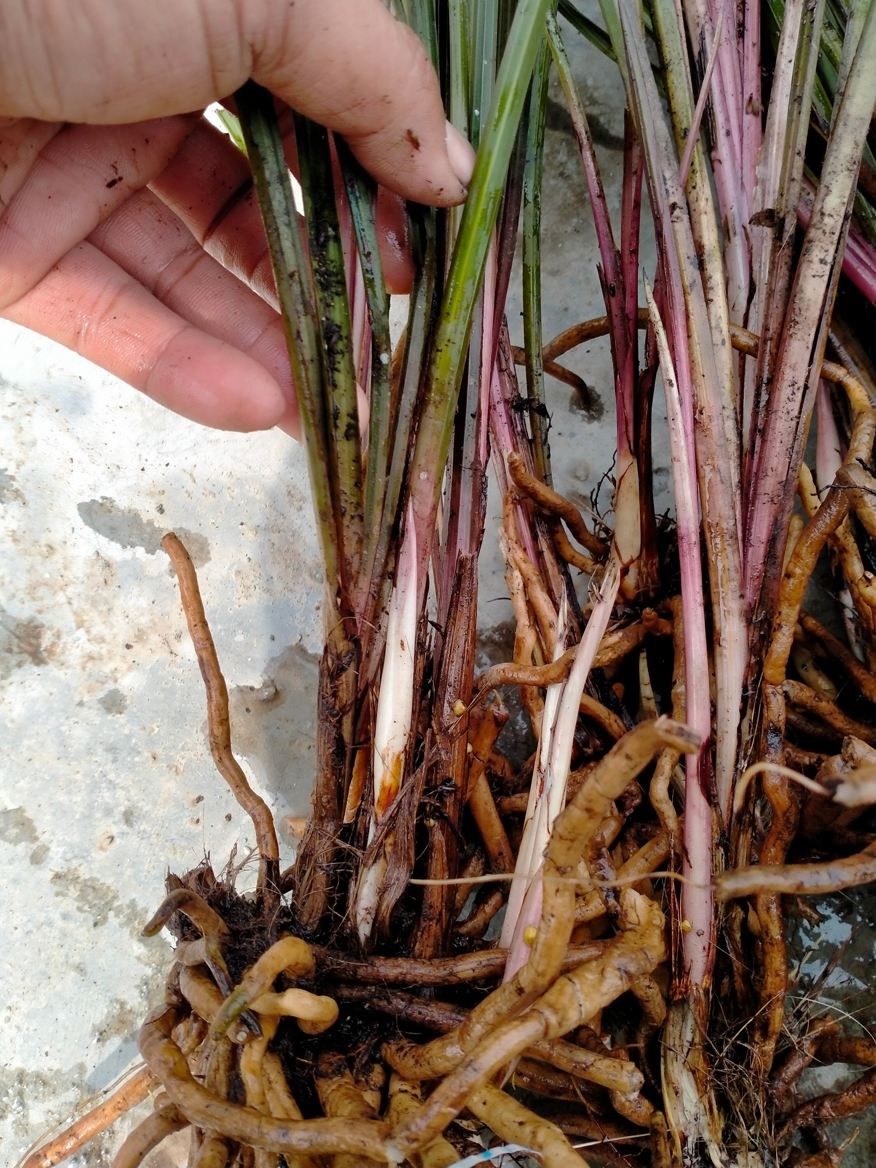 红香妃 兰草，秦岭大山上的馈赠，精品惠兰紫香妃**草，