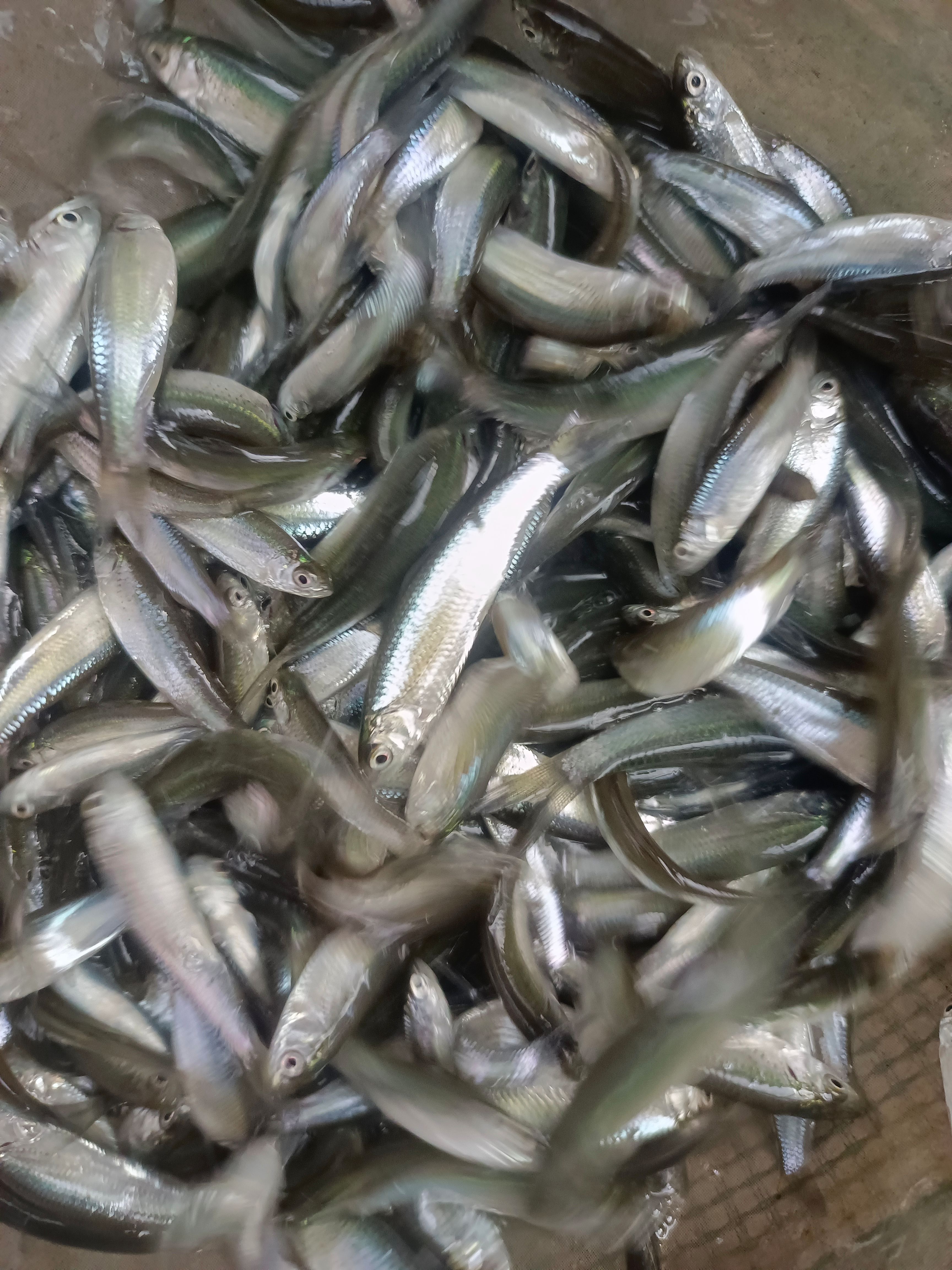 赤眼鳟鱼苗，源头直供，一手货源，可视频看货。