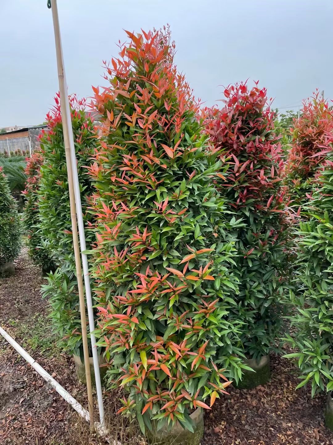 红车鸿运当头绿篱基地批发