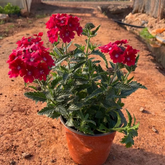  美女樱，红花粉花美女樱 美女樱精品 美女樱种植销售
