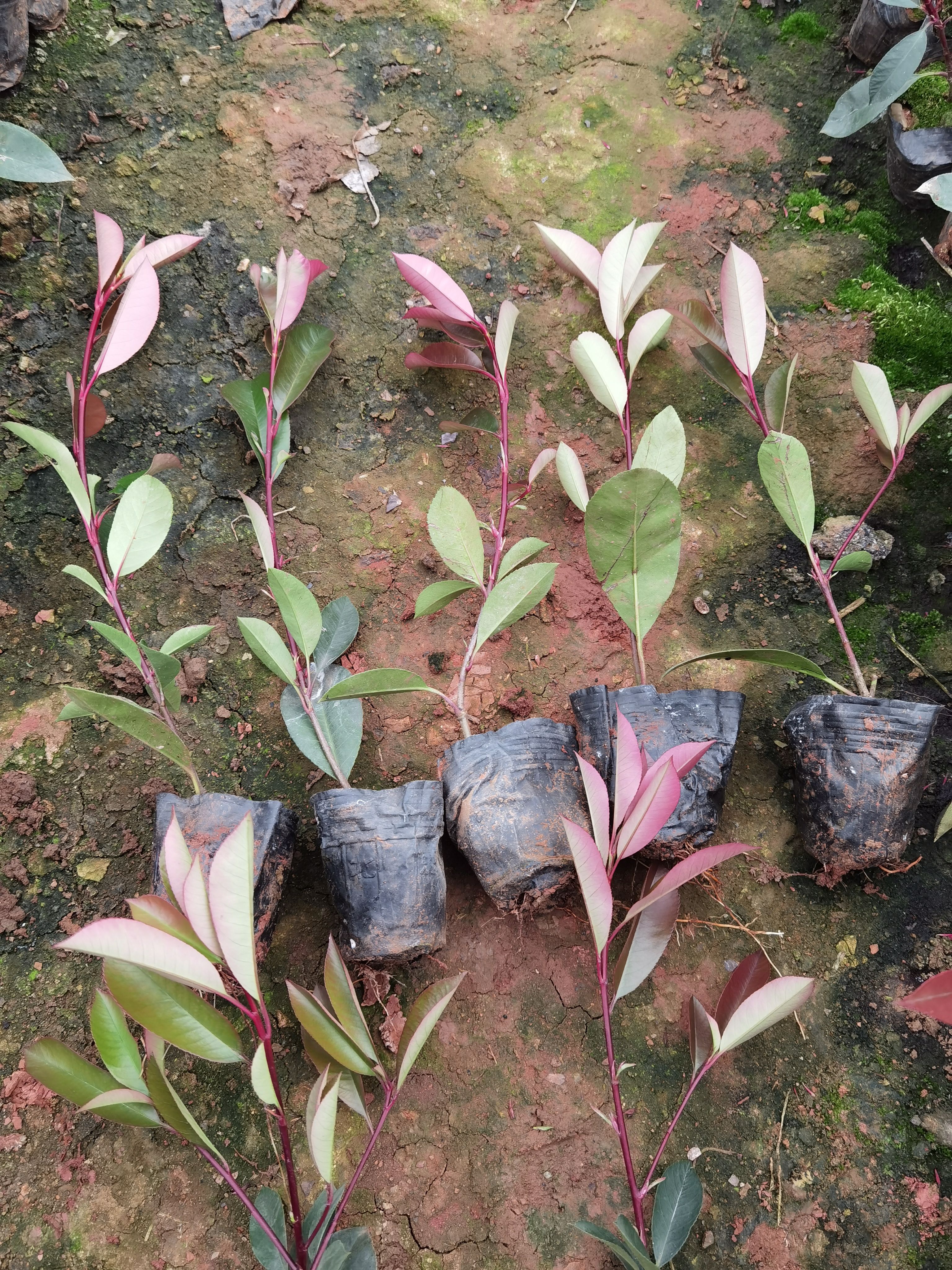  红叶石楠小杯 红叶石楠一手货源 红叶石楠