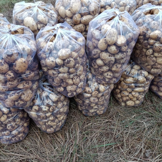 自贡荷兰15 新鲜土豆