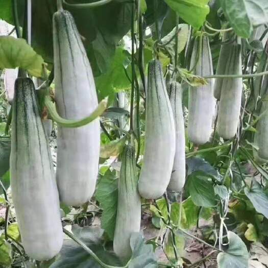 潍坊羊角蜜甜瓜大量上市，电商货，市场货，赶集货都有老板发财