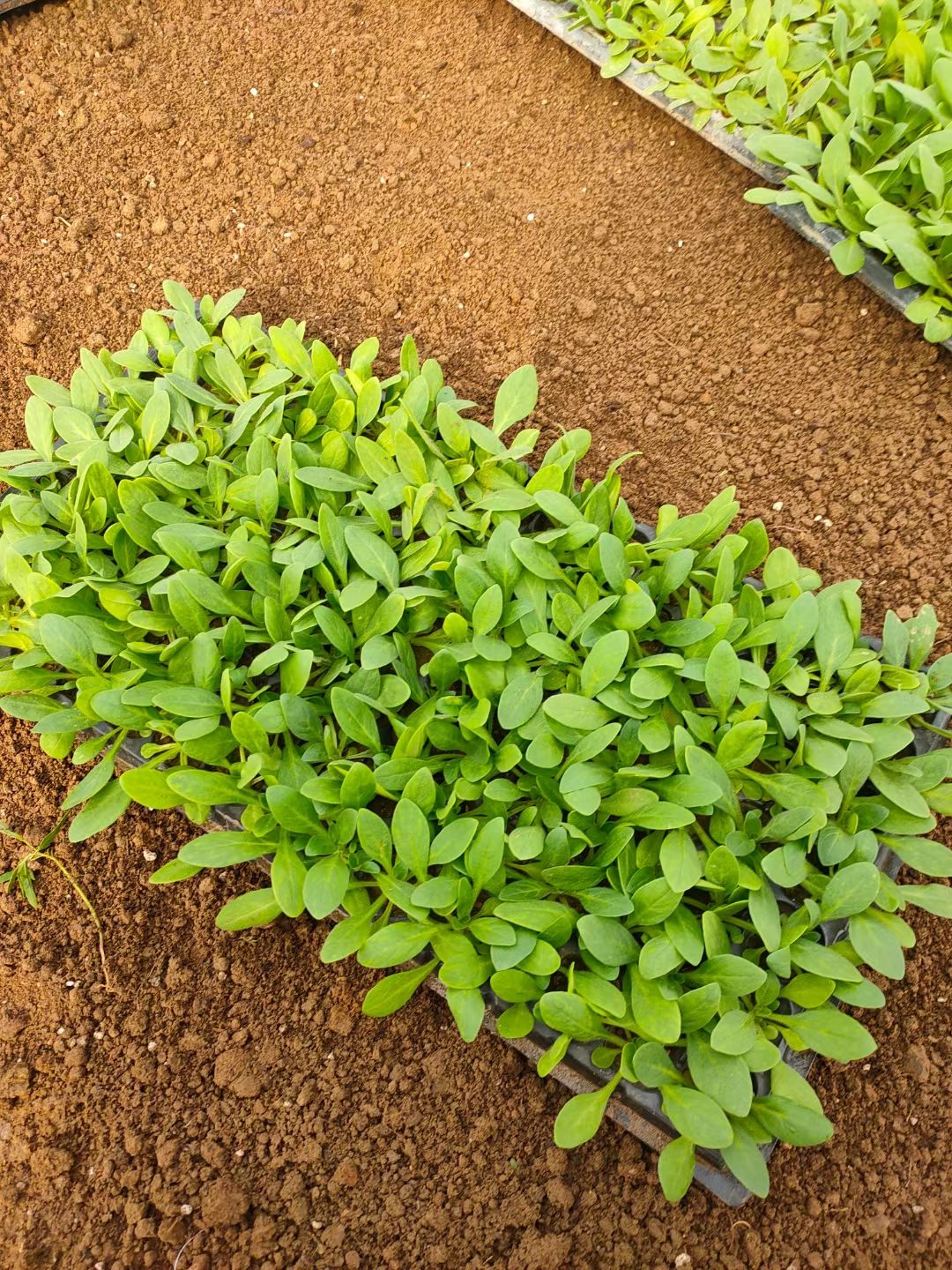 穴盘/育苗盘 山东青州大量时令草花穴盘苗上市 ，基地直发 量