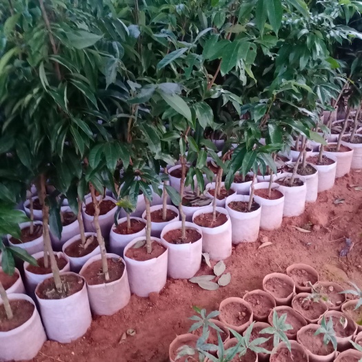 灵山县 嫁接荔枝果树苗妃子笑桂味无核荔枝苗广西荔枝果树苗带土带叶发货