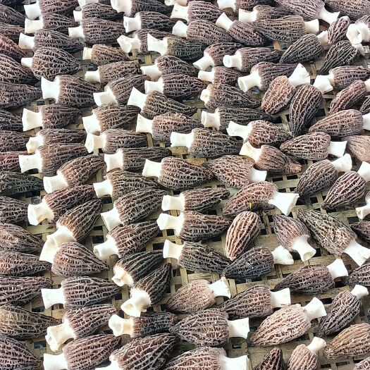 贵定县六妹头茬羊肚菌大量上市，有需要的老板联系