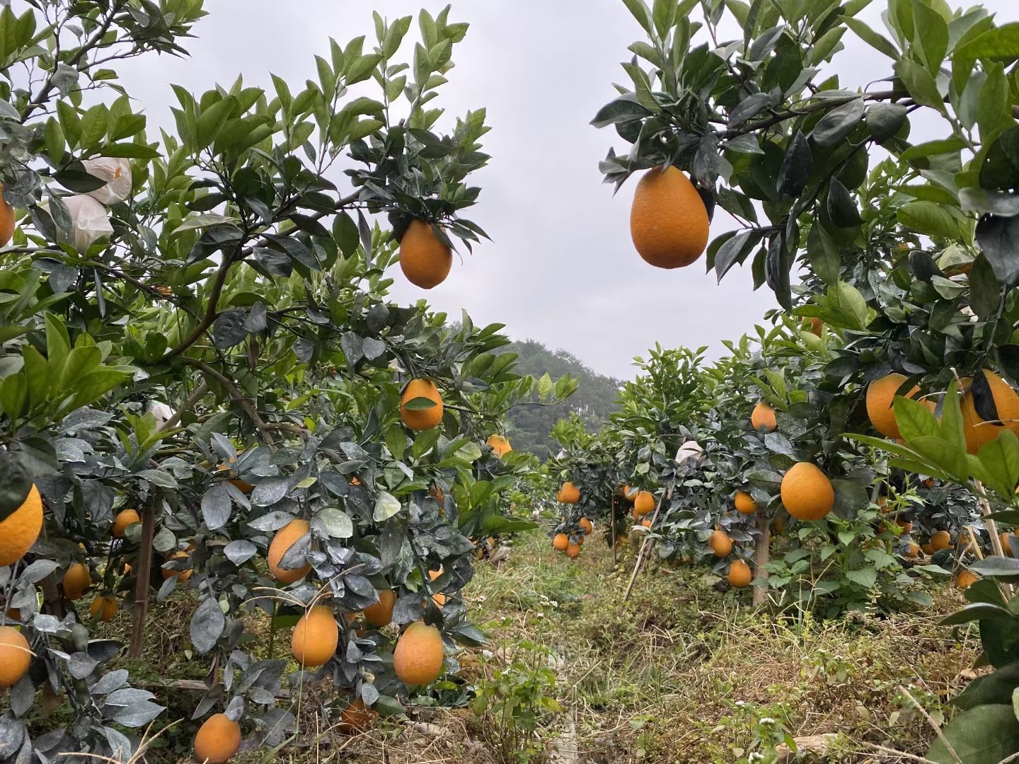  青秋脐橙树苗 千思农林早熟脐橙苗基地 苗纯度98以上