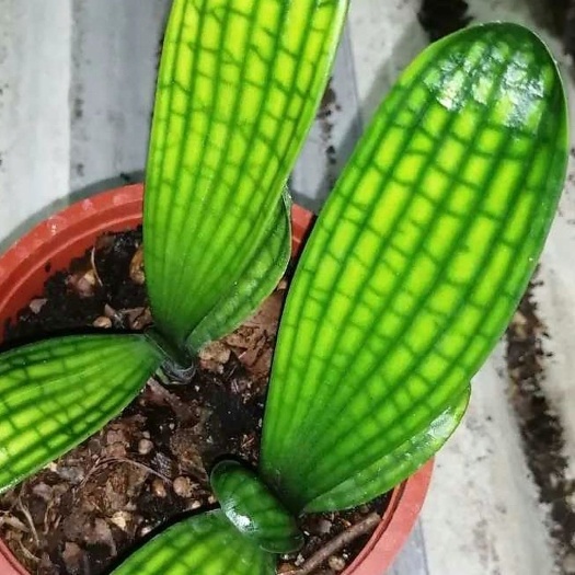 长春君子兰盆栽 花脸，油匠，技师各一棵（图片仅供参考，没有完全一