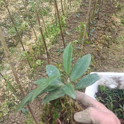球兰小苗