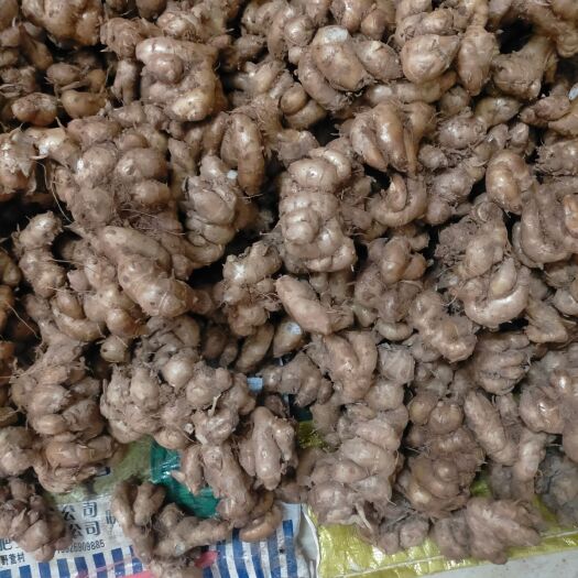 横州市新鲜沙姜现挖