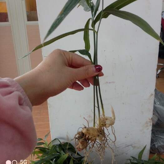 成都 黄精种苗