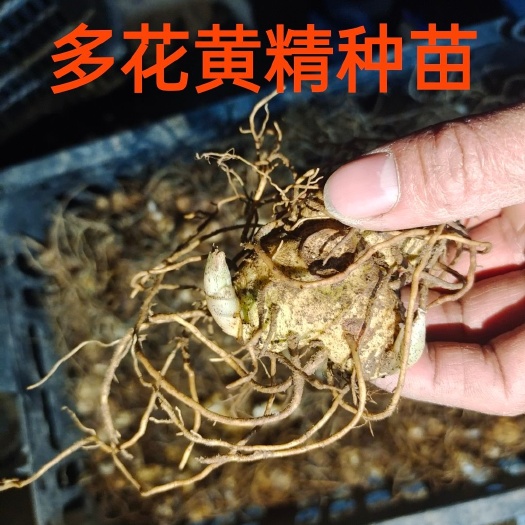 黄精种苗 大量出售，基地直供，欢迎来实地考察。