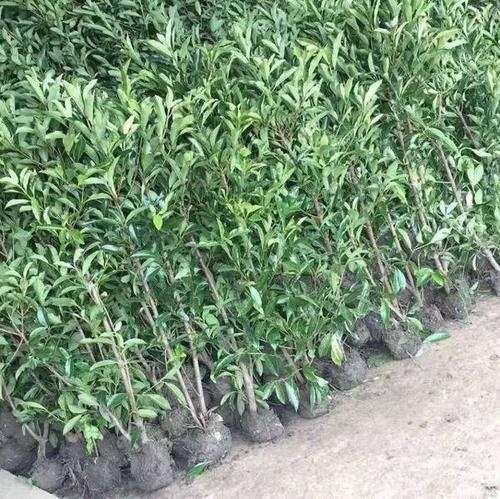 临海市 法国冬青珊瑚树苗大量出售