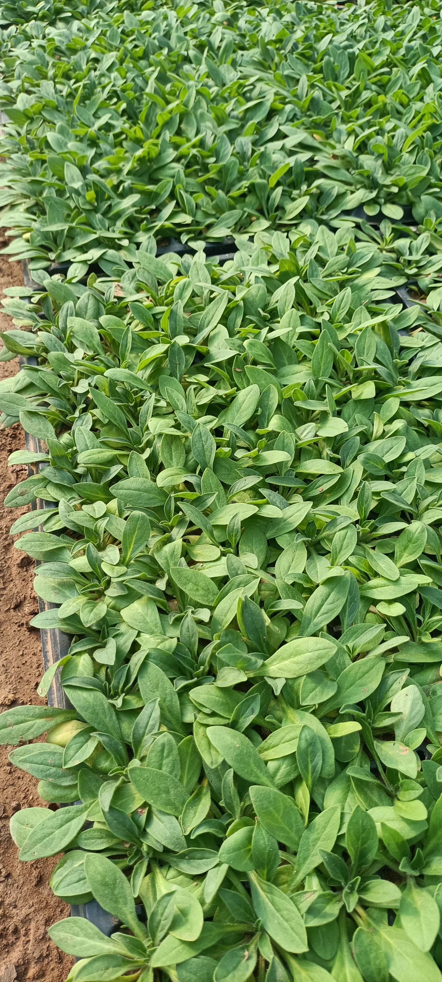 穴盘/育苗盘 山东青州大量时令草花穴盘苗上市 ，基地直发 量