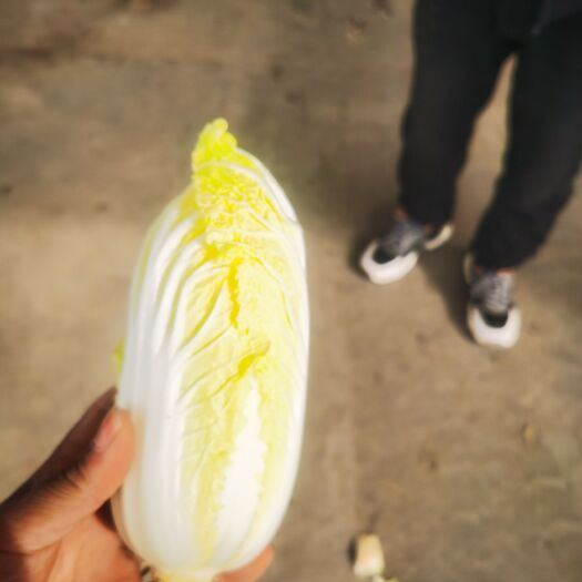 通许县娃娃菜。河南鹿邑库存娃娃菜。专业保鲜库储存。