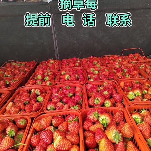 乐陵市红颜草莓  草莓