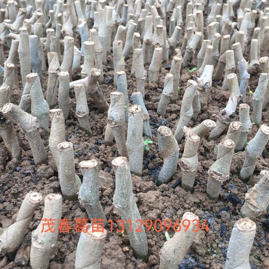 藤县食用葛 葛根种苗   育好苗已发芽可直接栽种的无渣粉葛种苗