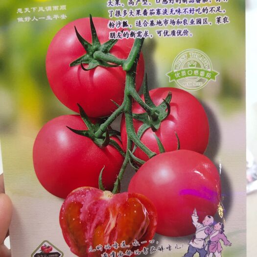 粉果番茄种子 豫艺优五早春产量亮囗感好沙瓤单果重260~28