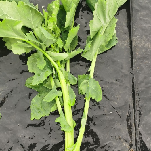  百万斤油菜苔出售