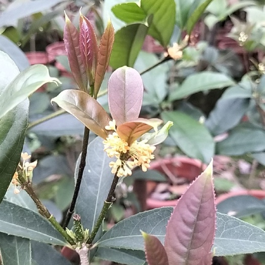 佛山金桂 桂花树
