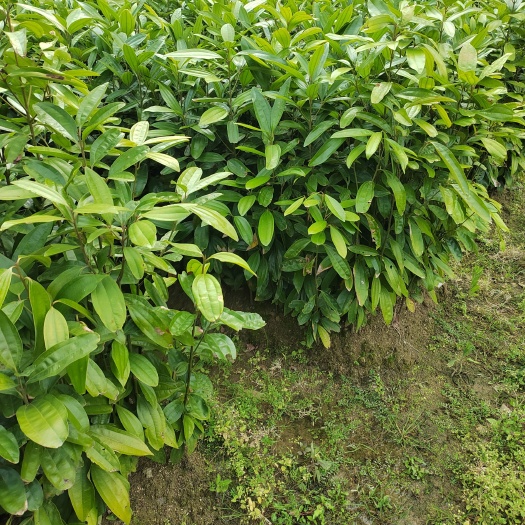 容县肉桂苗，桂苗