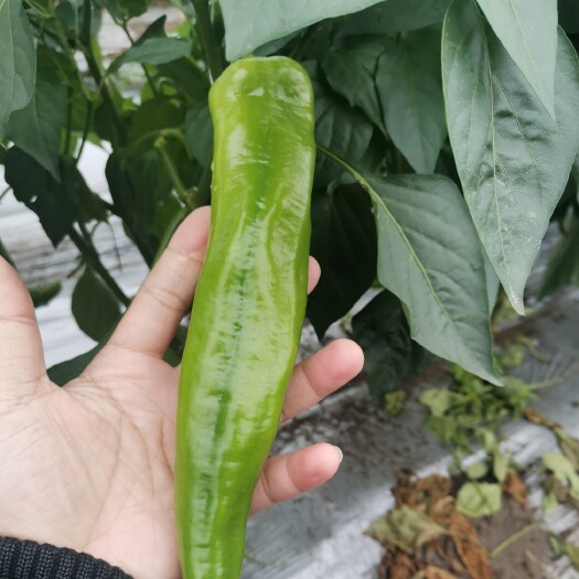 北海 尖椒，有老板需要请留言。